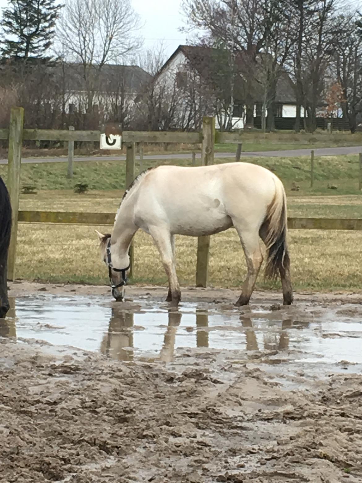 Fjordhest Ørvads aika billede 12