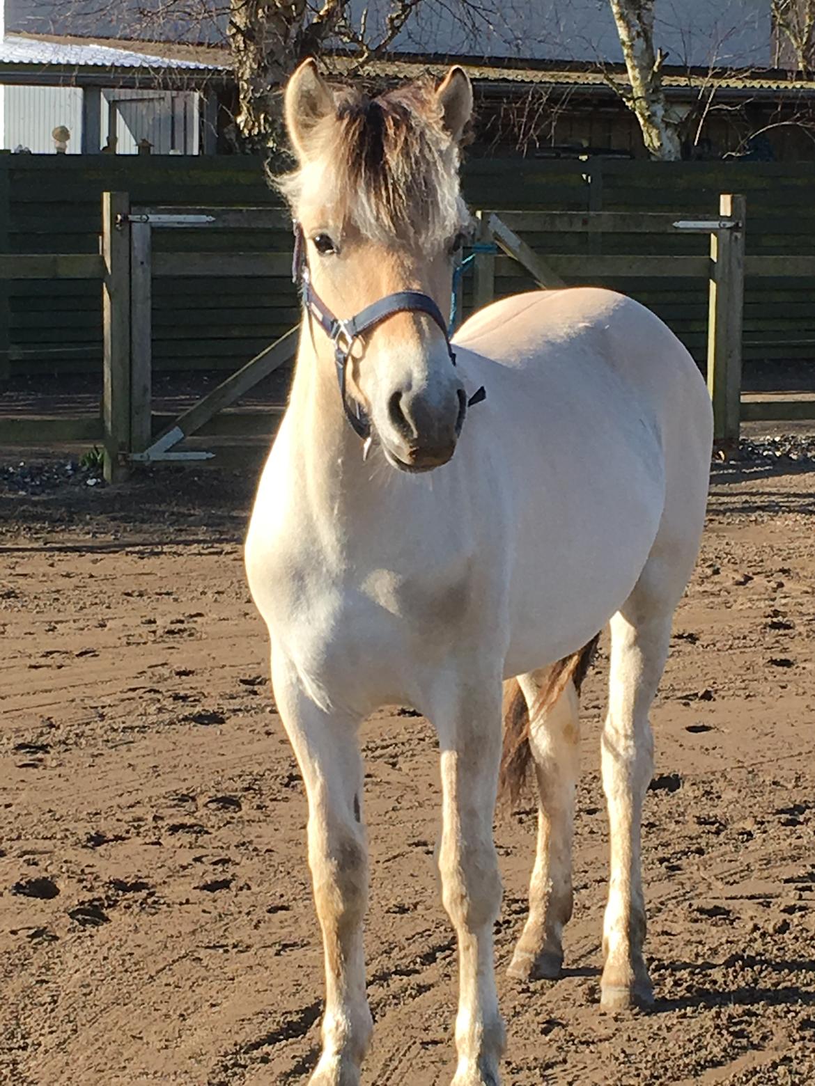 Fjordhest Ørvads aika billede 15