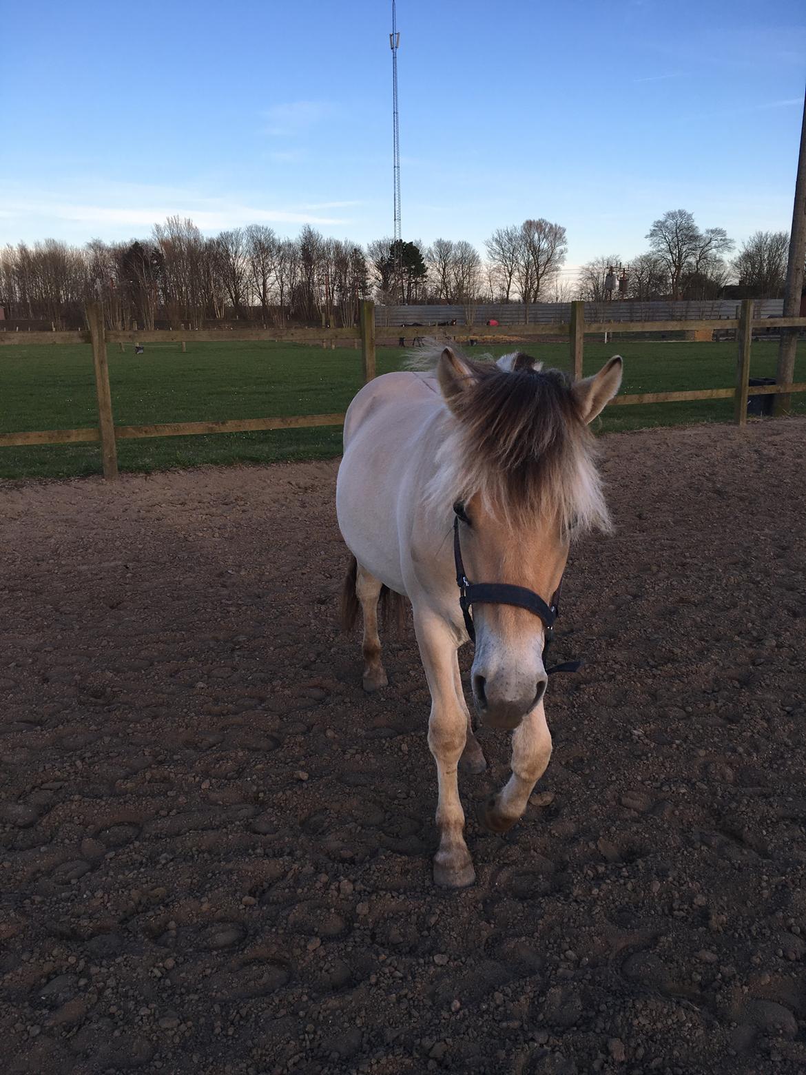 Fjordhest Ørvads aika billede 19