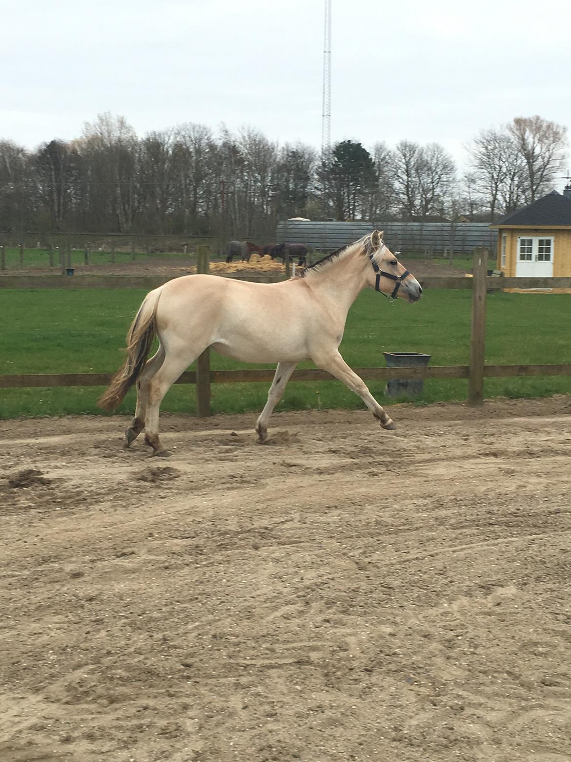 Fjordhest Ørvads aika billede 20