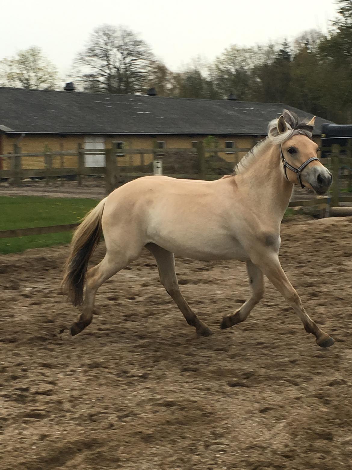 Fjordhest Ørvads aika billede 24