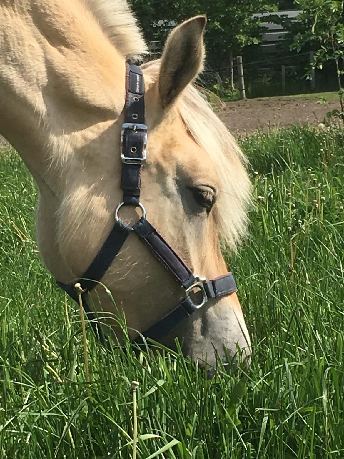 Fjordhest Ørvads aika billede 27