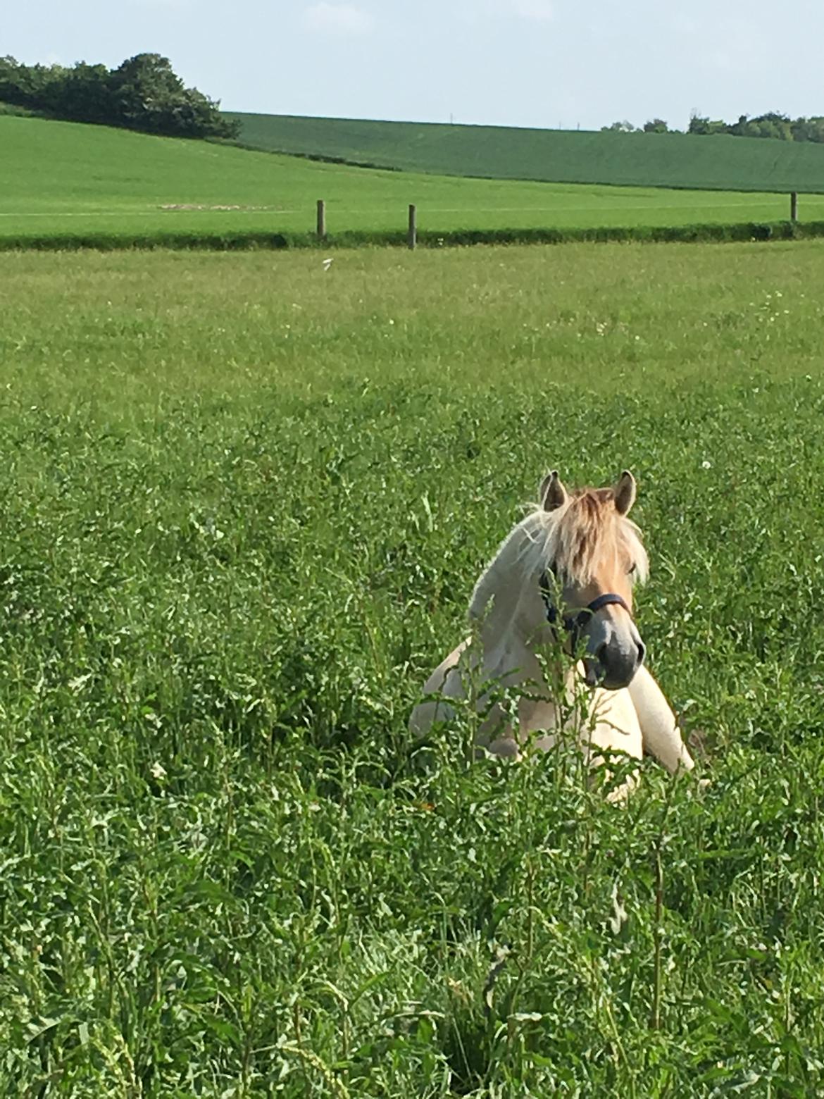 Fjordhest Ørvads aika billede 29