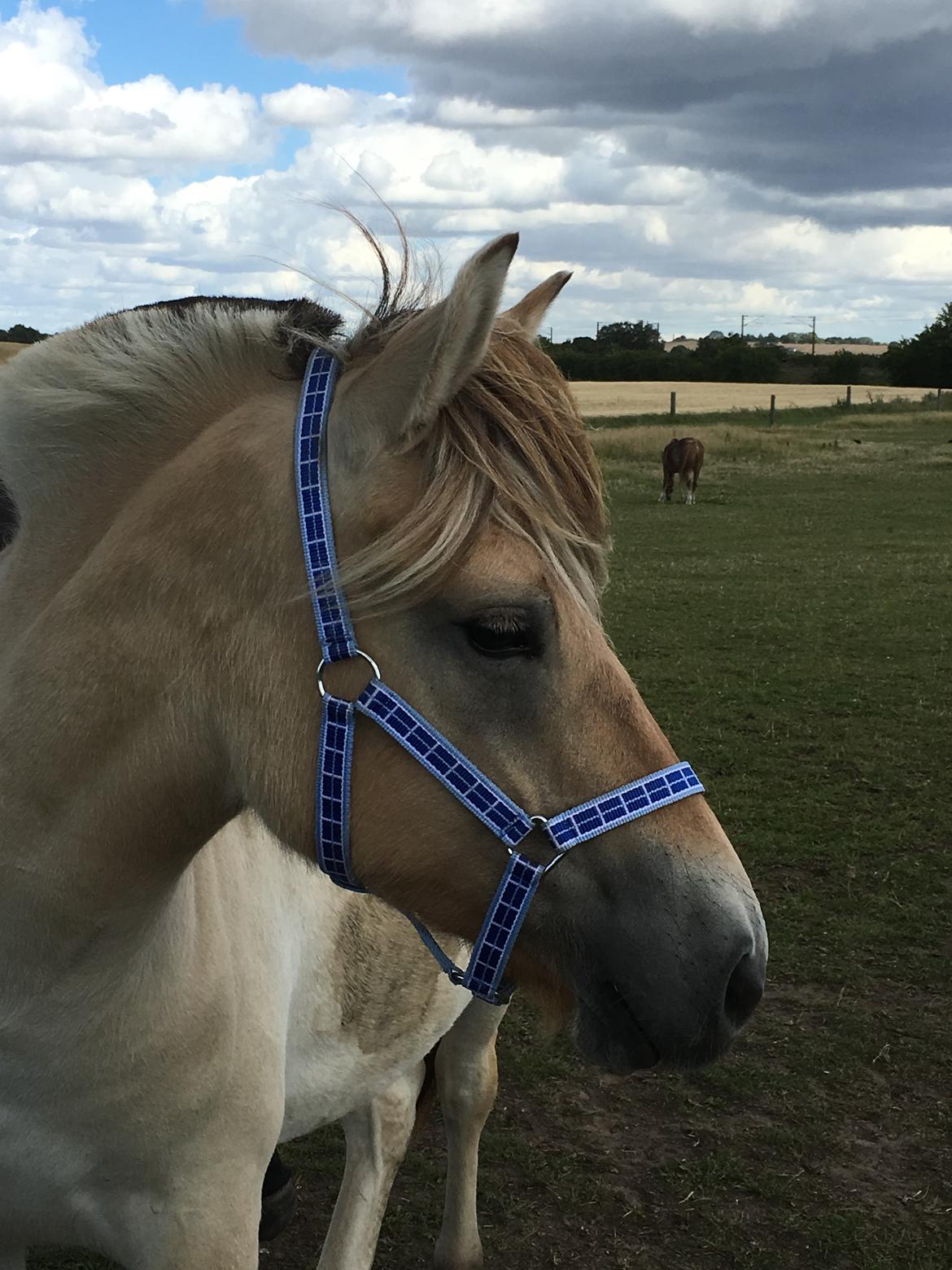 Fjordhest Ørvads aika billede 31