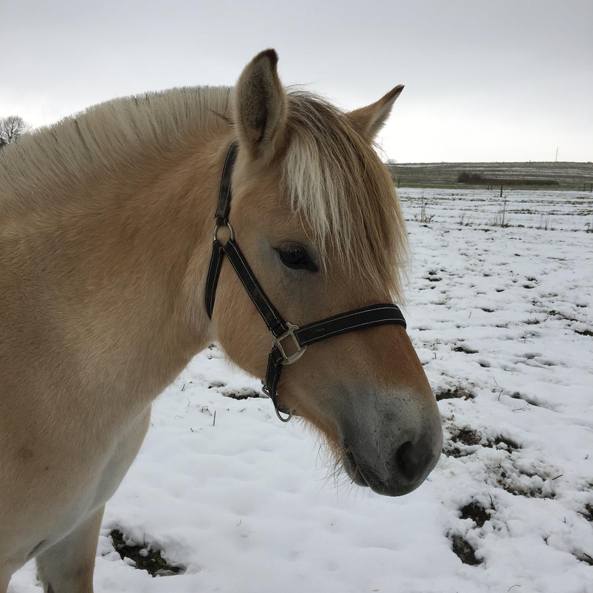 Fjordhest Ørvads aika billede 32