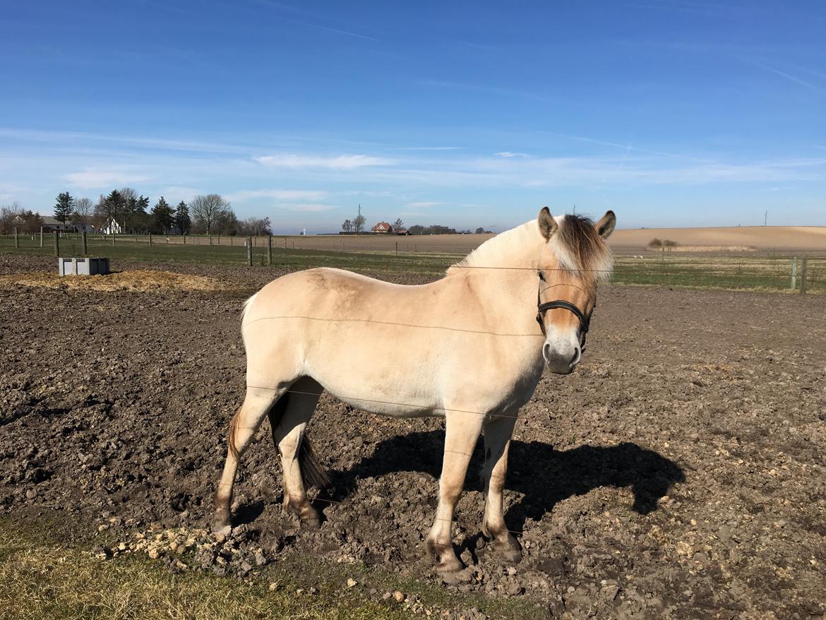 Fjordhest Ørvads aika billede 37