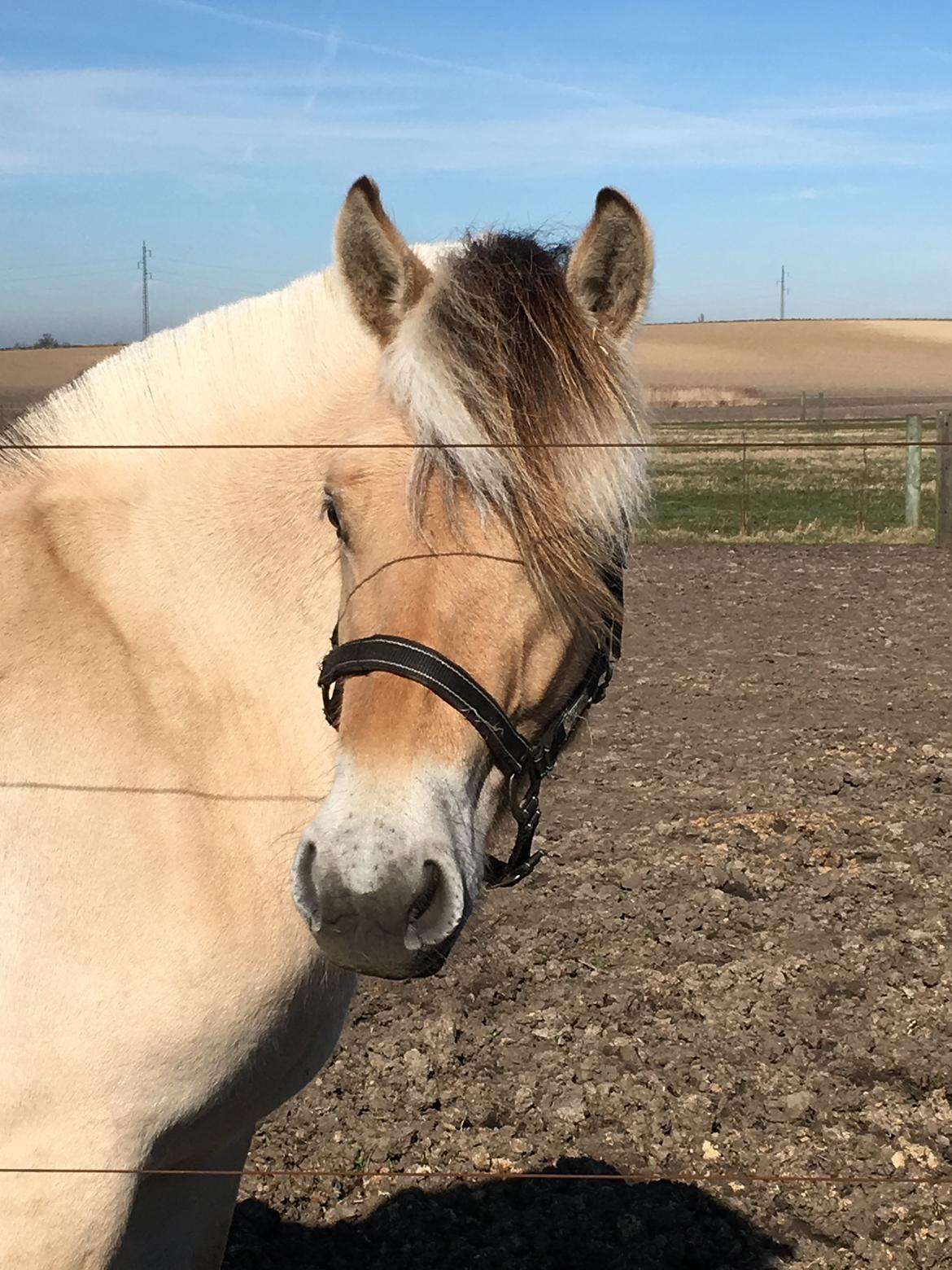 Fjordhest Ørvads aika billede 38