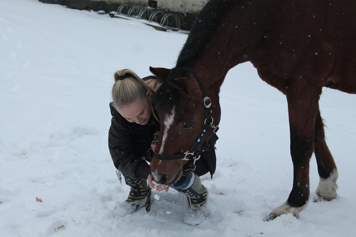 Anden særlig race Premiat (Prop) billede 7