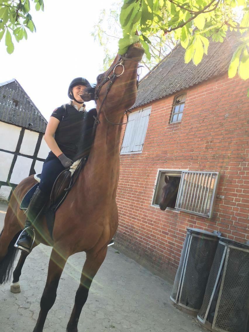 Anden særlig race Premiat (Prop) billede 5