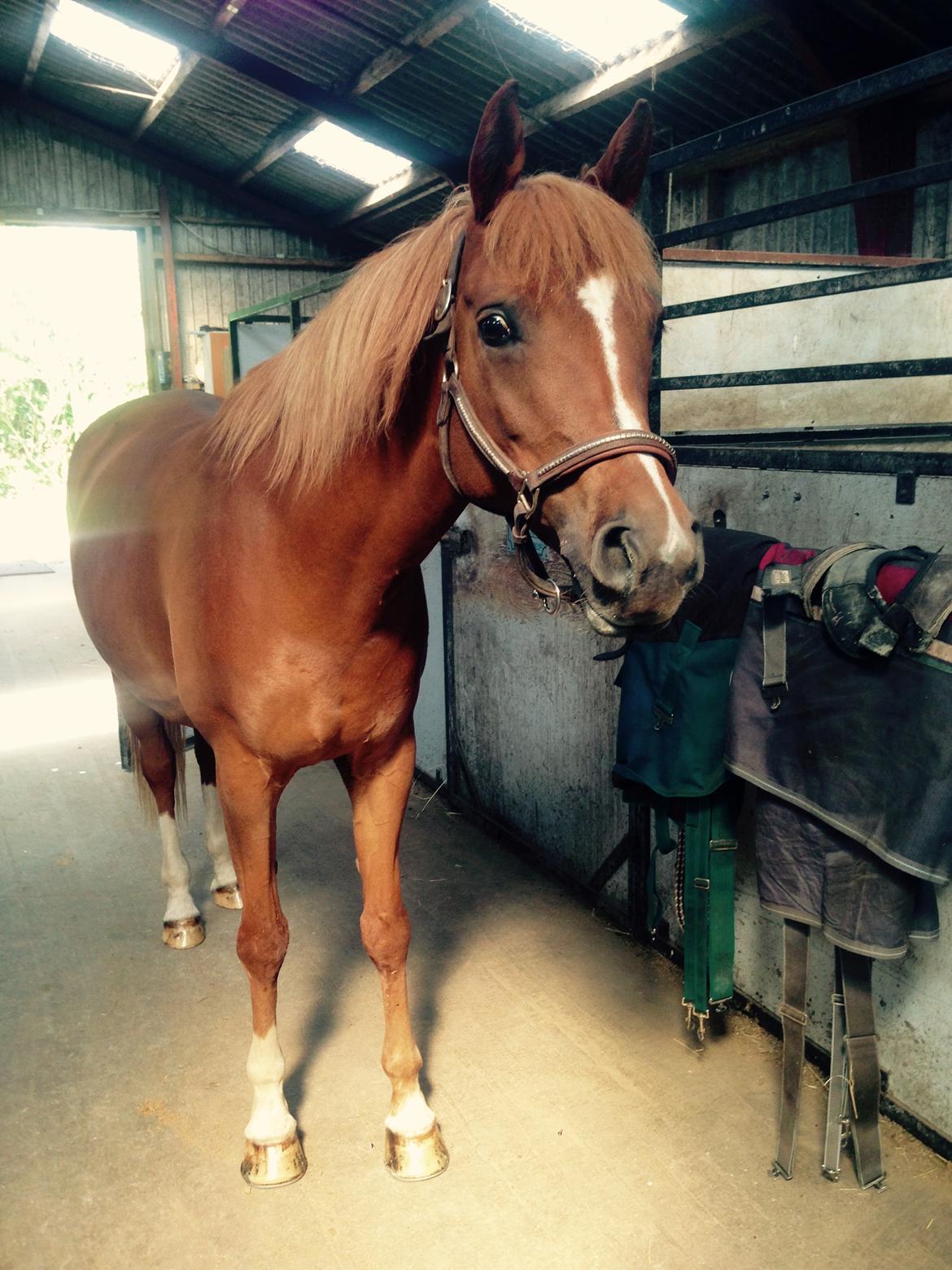 Arabisk fuldblod (OX) Zahrah hamrah el azraff ox billede 1