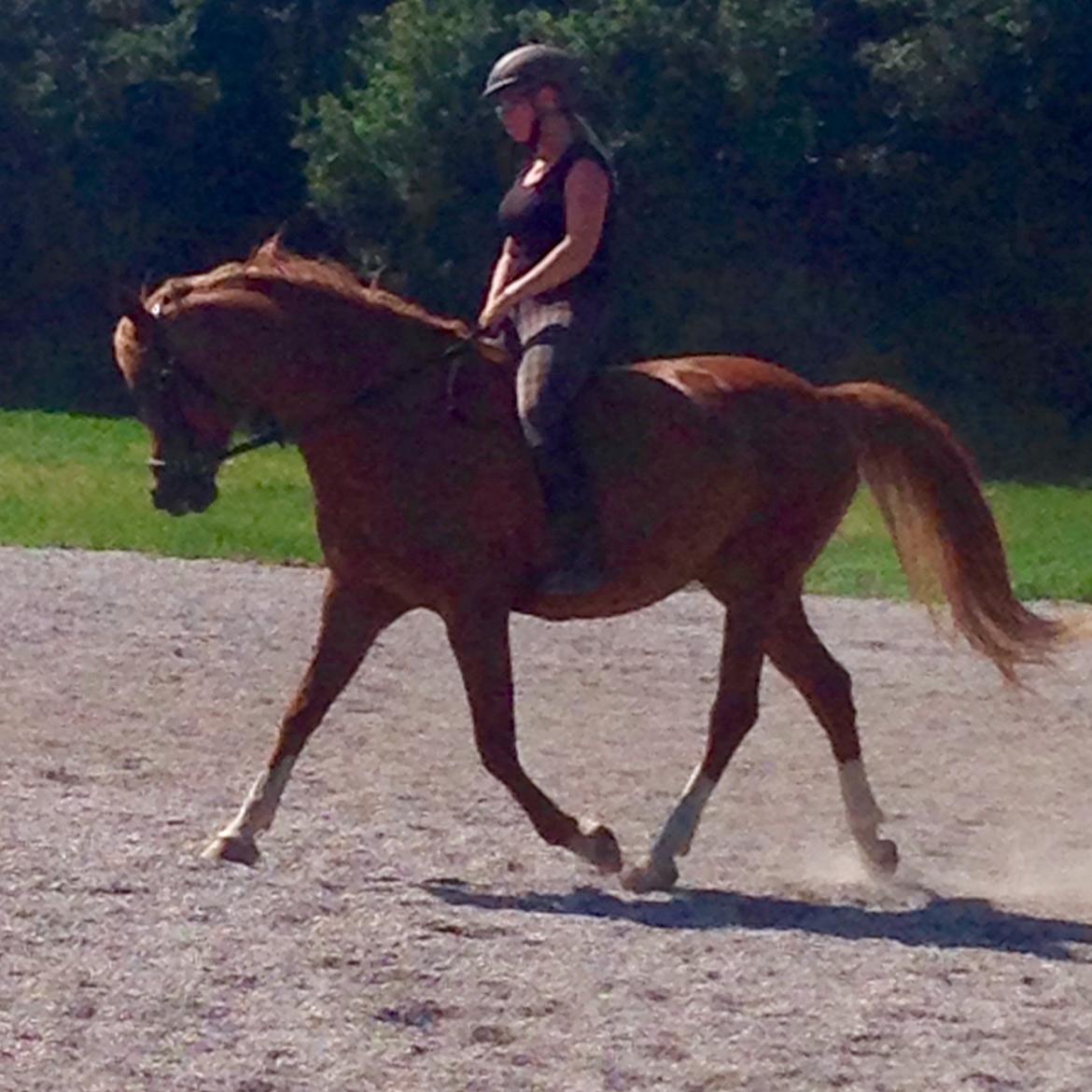 Arabisk fuldblod (OX) Zahrah hamrah el azraff ox billede 3