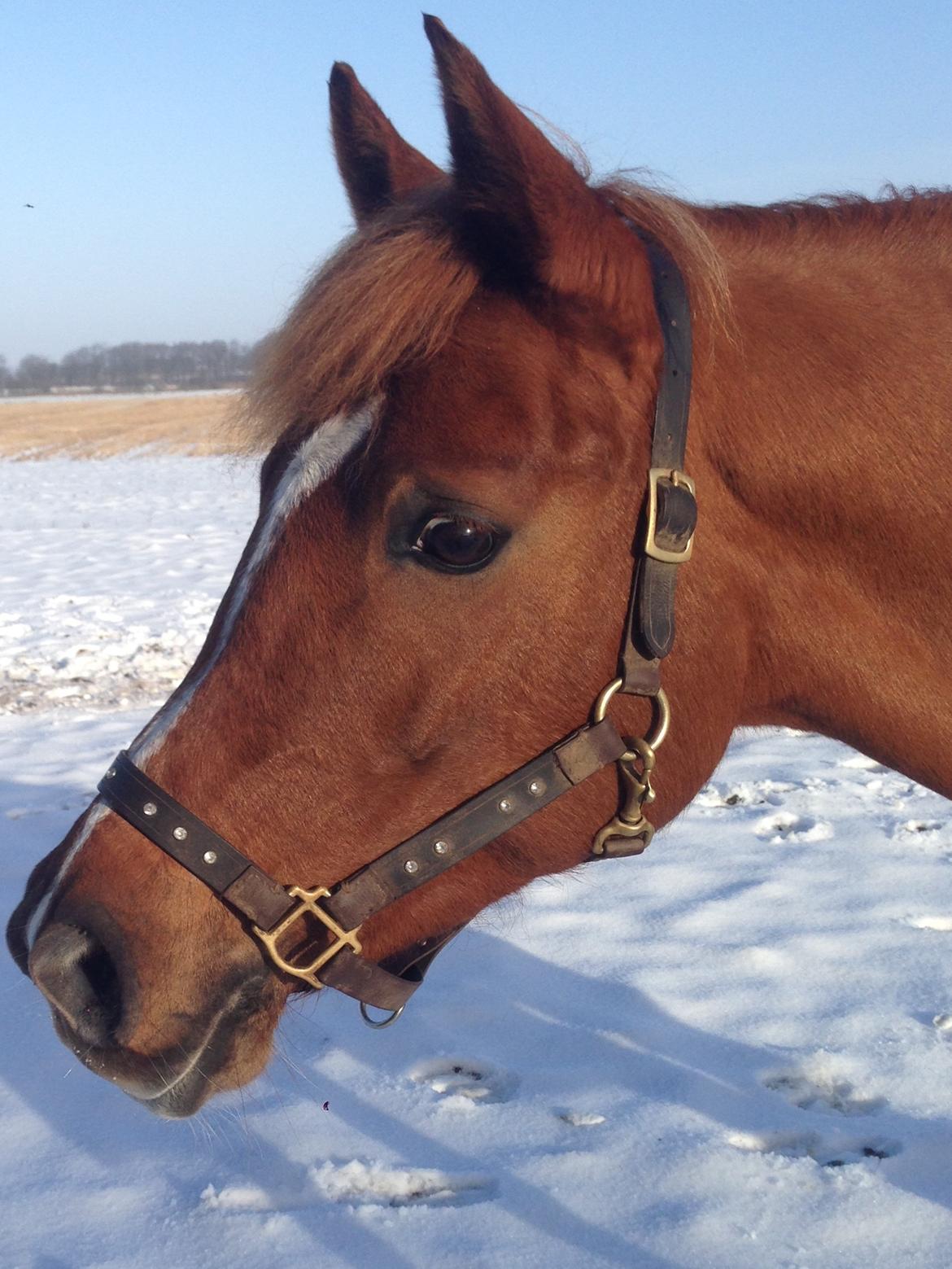Arabisk fuldblod (OX) Zahrah hamrah el azraff ox billede 2