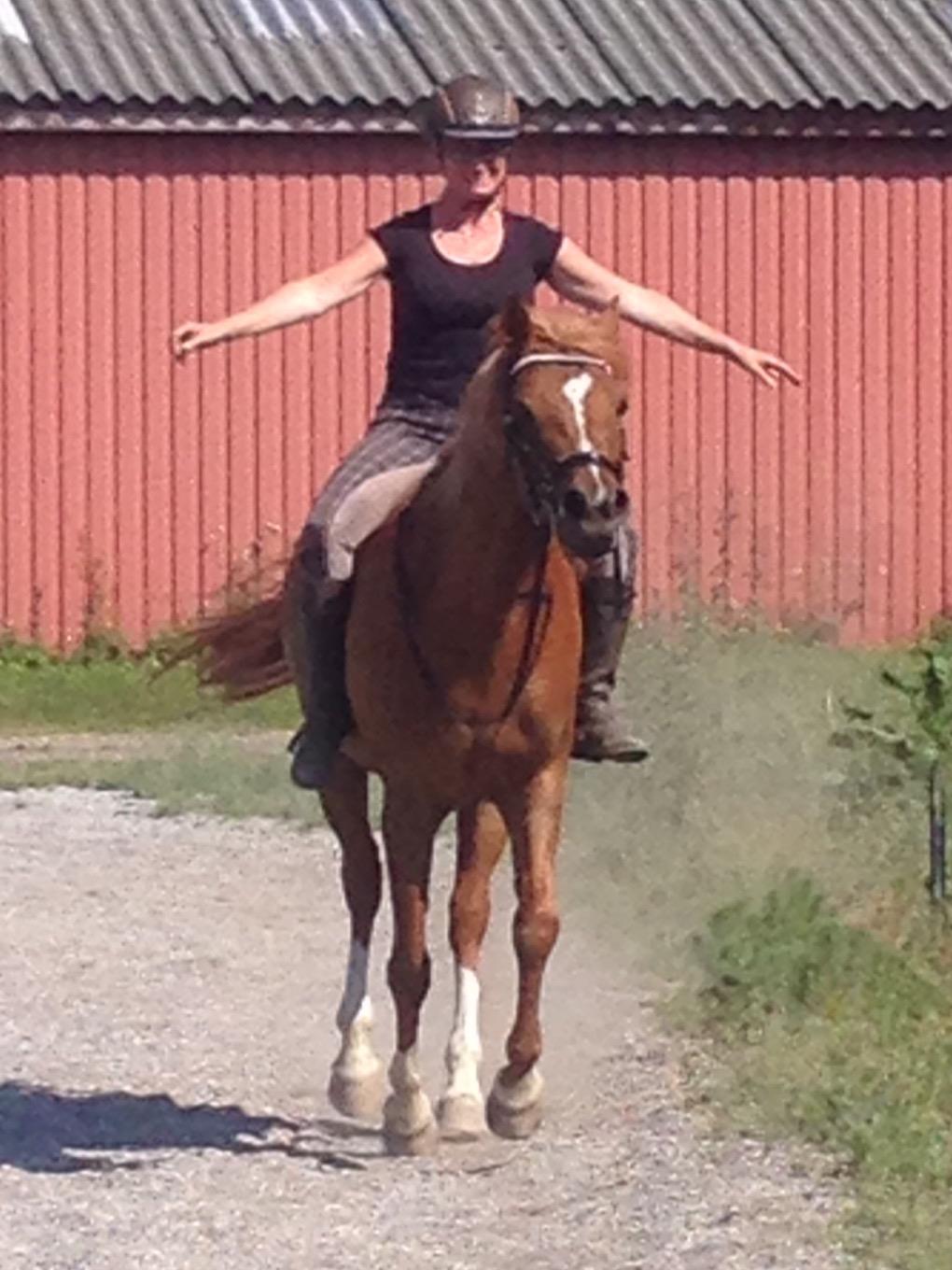 Arabisk fuldblod (OX) Zahrah hamrah el azraff ox billede 4