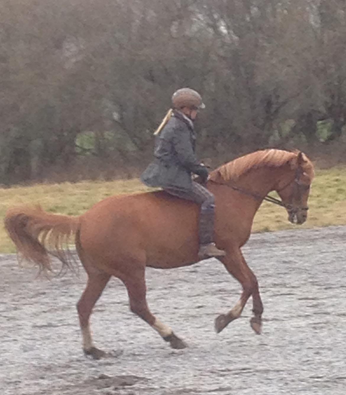 Arabisk fuldblod (OX) Zahrah hamrah el azraff ox billede 9