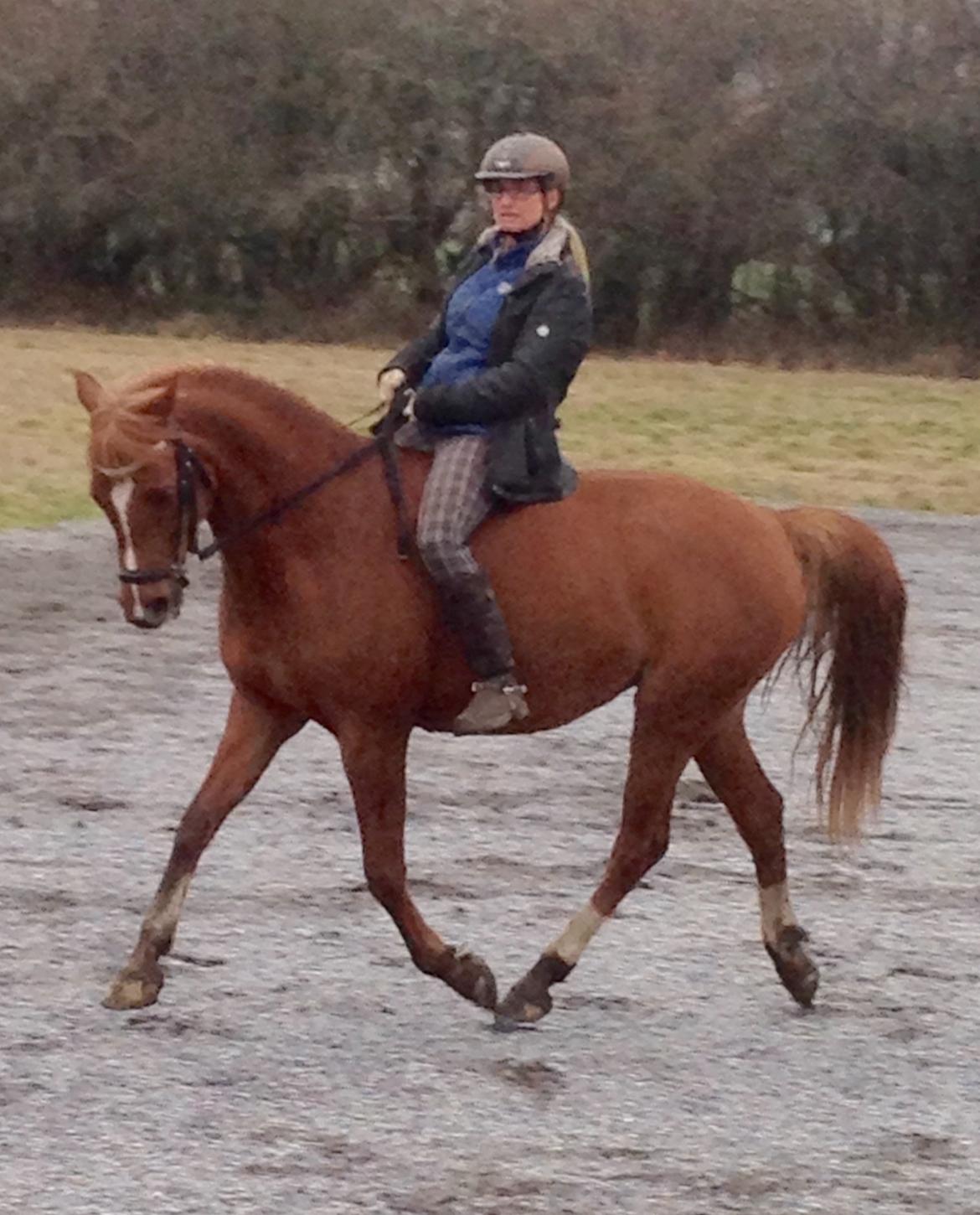 Arabisk fuldblod (OX) Zahrah hamrah el azraff ox billede 10