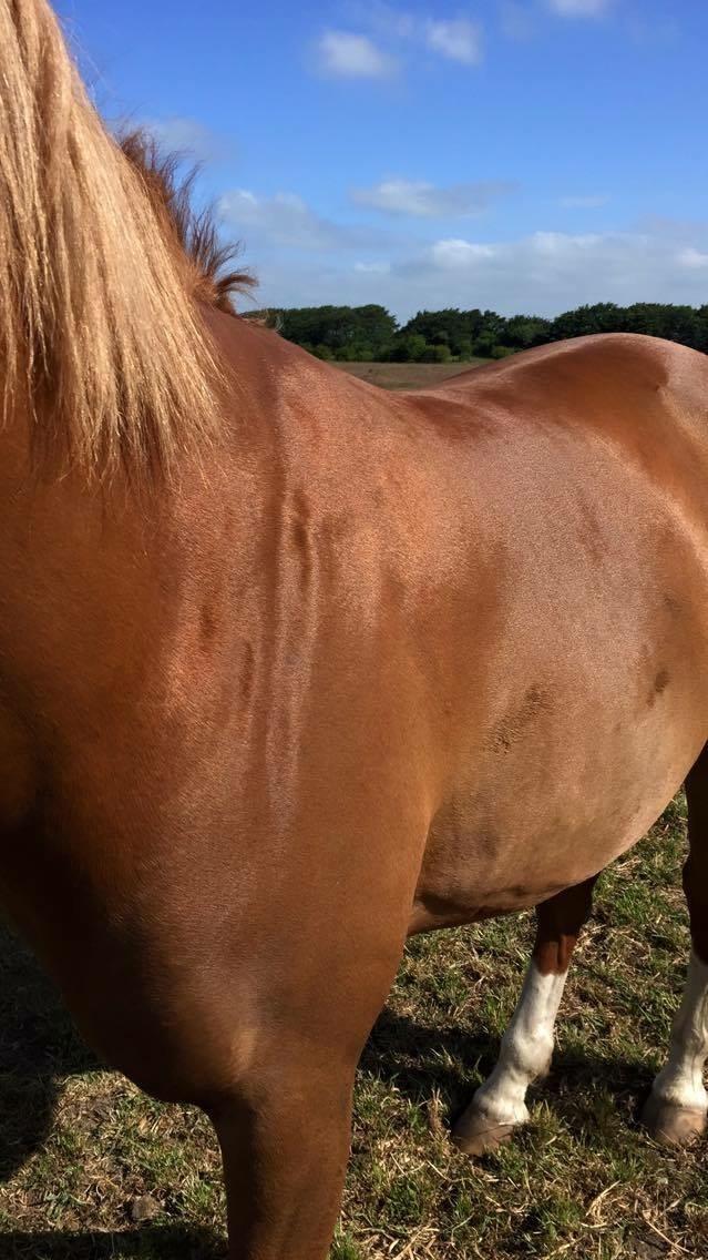 Arabisk fuldblod (OX) Zahrah hamrah el azraff ox billede 5