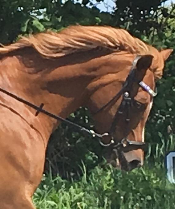 Arabisk fuldblod (OX) Zahrah hamrah el azraff ox billede 14