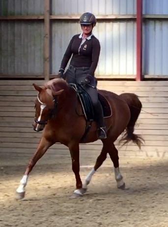 Arabisk fuldblod (OX) Zahrah hamrah el azraff ox billede 11