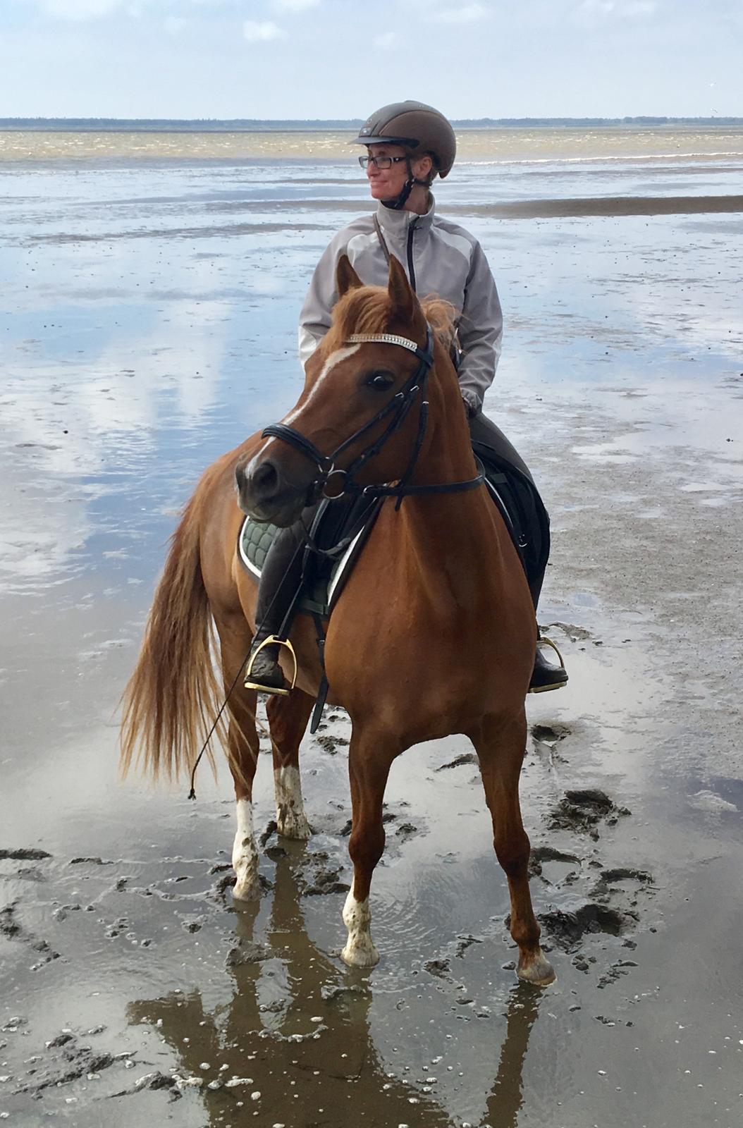 Arabisk fuldblod (OX) Zahrah hamrah el azraff ox billede 17