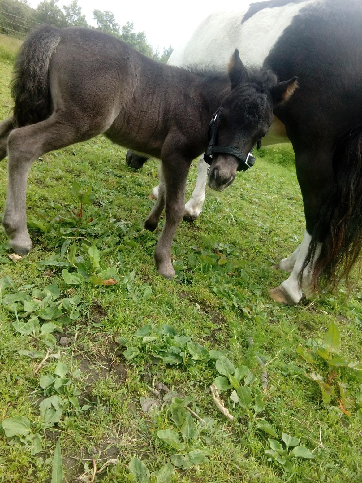 Shetlænder Stratensmindes Made by a Warrior - 9 dage gammel billede 13