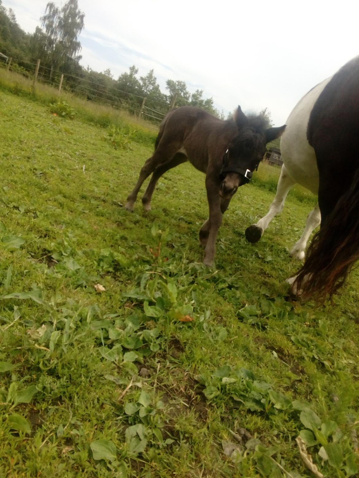 Shetlænder Stratensmindes Made by a Warrior - 9 dage gammel billede 14