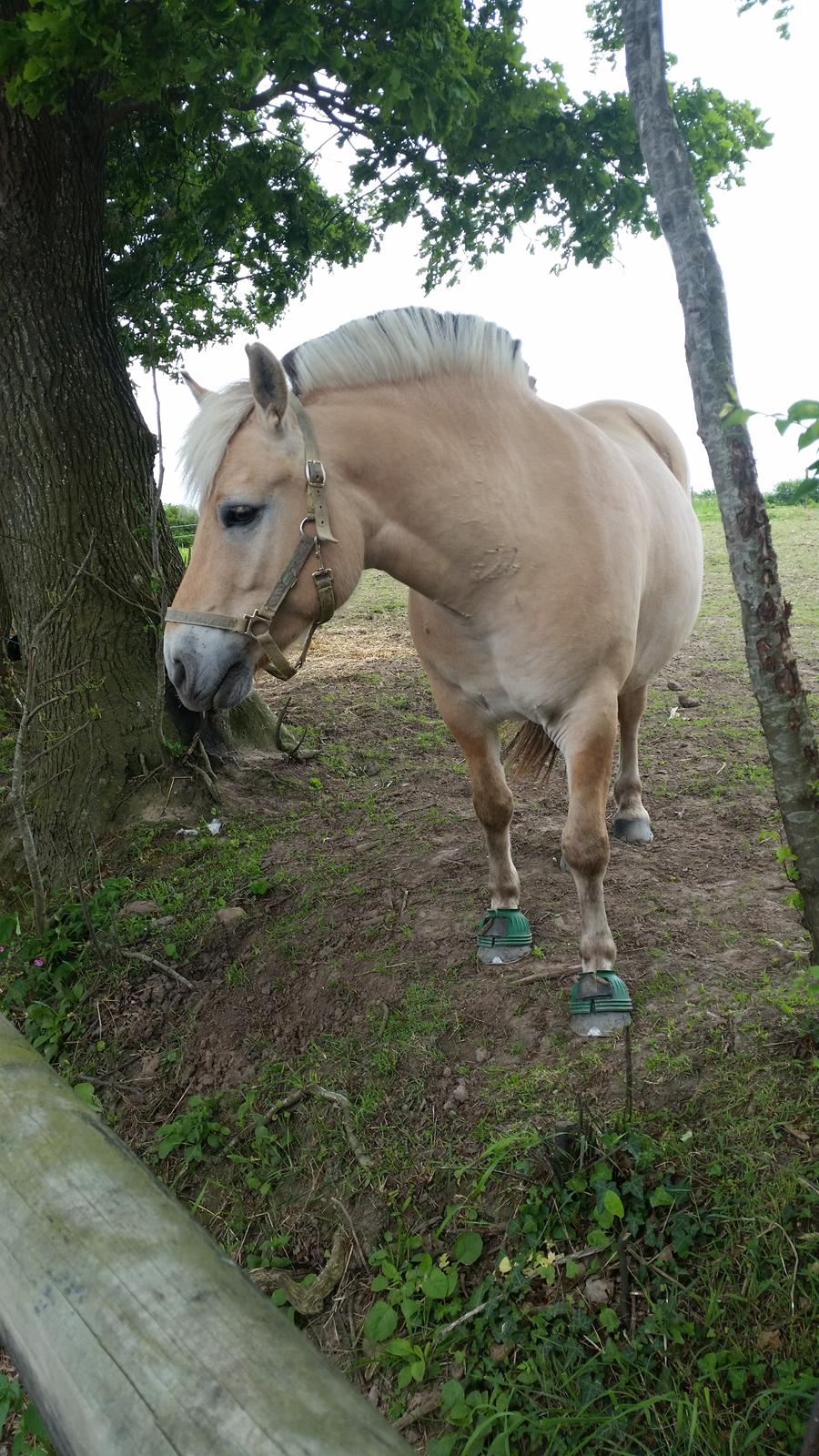 Fjordhest Elvis billede 21