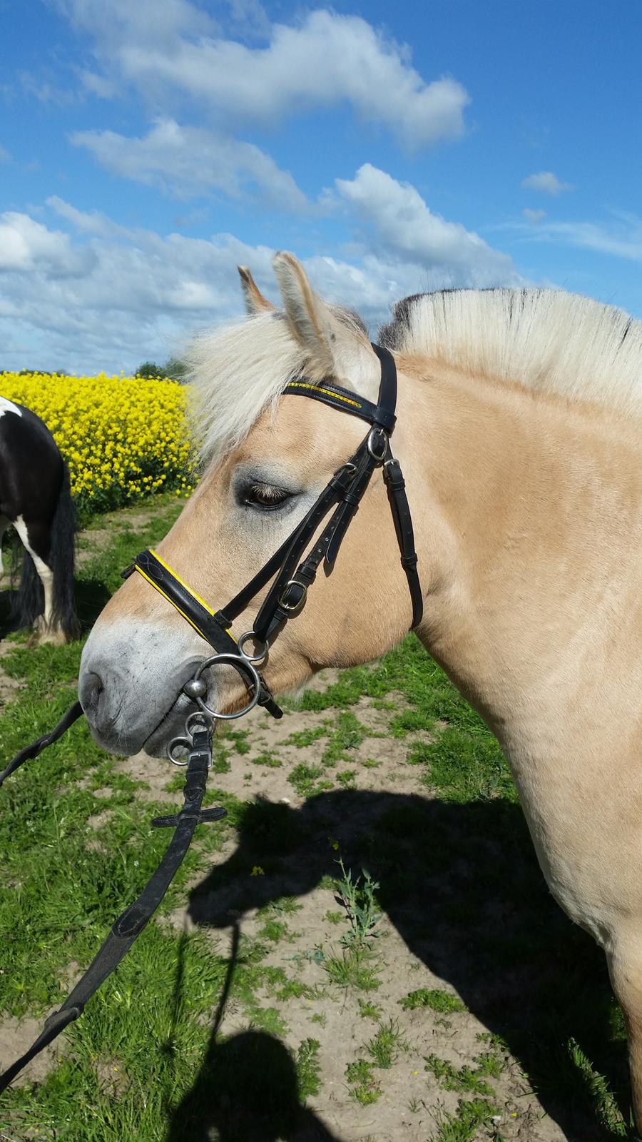 Fjordhest Elvis billede 22