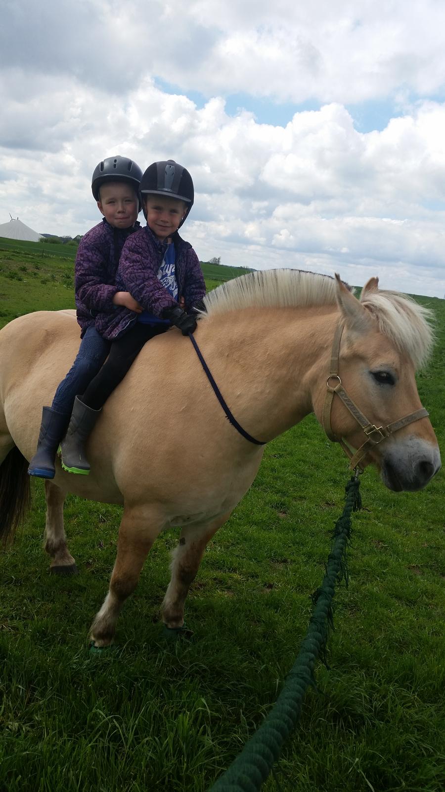 Fjordhest Elvis billede 23