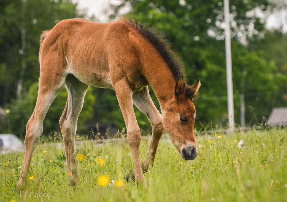 Arabisk fuldblod (OX) Tayisha Van Charm ox  billede 13