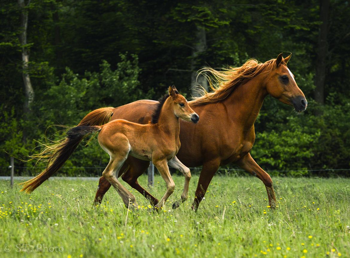 Arabisk fuldblod (OX) Aarupgårds Amina bint charm ox billede 17