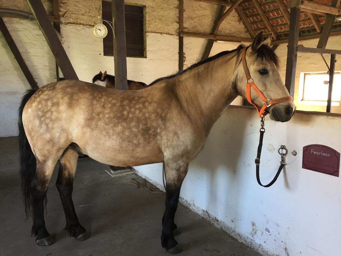 Connemara AC-Fearless Å'boy Engvang billede 1