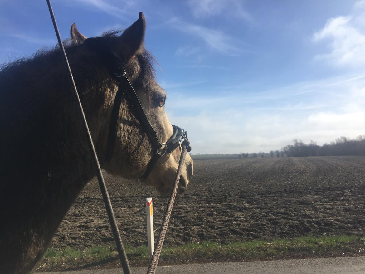 Connemara AC-Fearless Å'boy Engvang billede 2