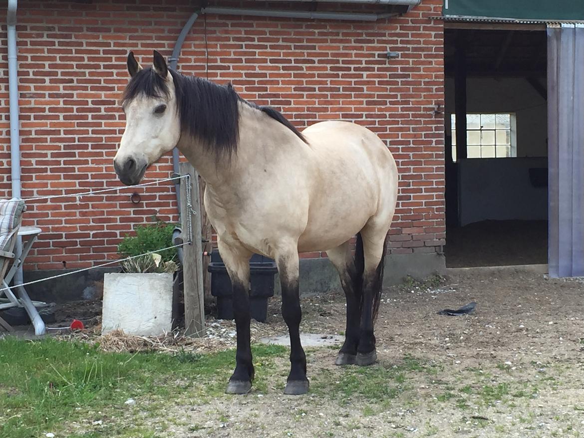 Connemara AC-Fearless Å'boy Engvang billede 3