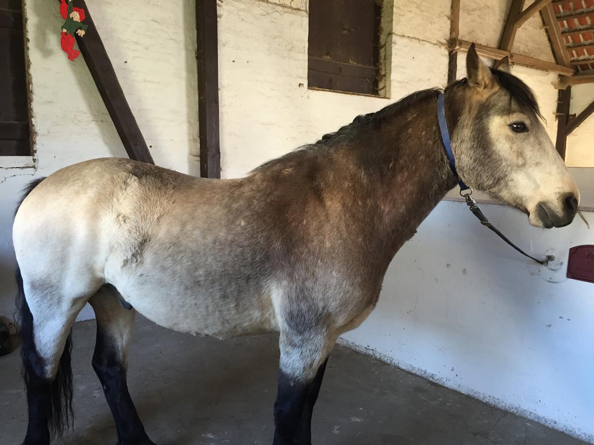 Connemara AC-Fearless Å'boy Engvang billede 5