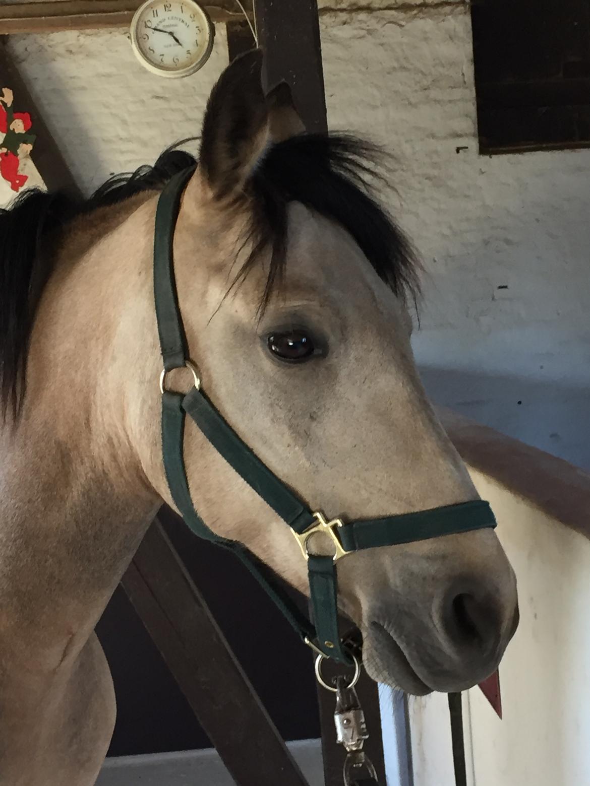 Connemara AC-Fearless Å'boy Engvang billede 4