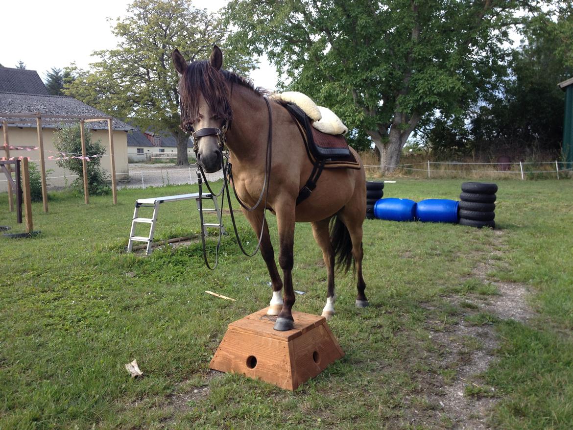 Welsh Partbred (Sec F) Aastrupsgaards Stardust billede 2