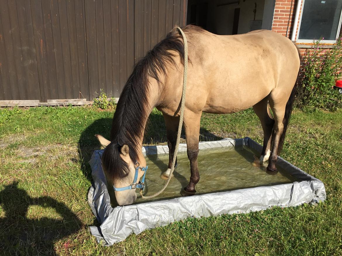 Welsh Partbred (Sec F) Aastrupsgaards Stardust billede 3