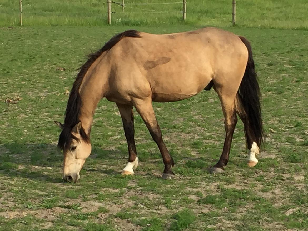 Welsh Partbred (Sec F) Aastrupsgaards Stardust billede 4