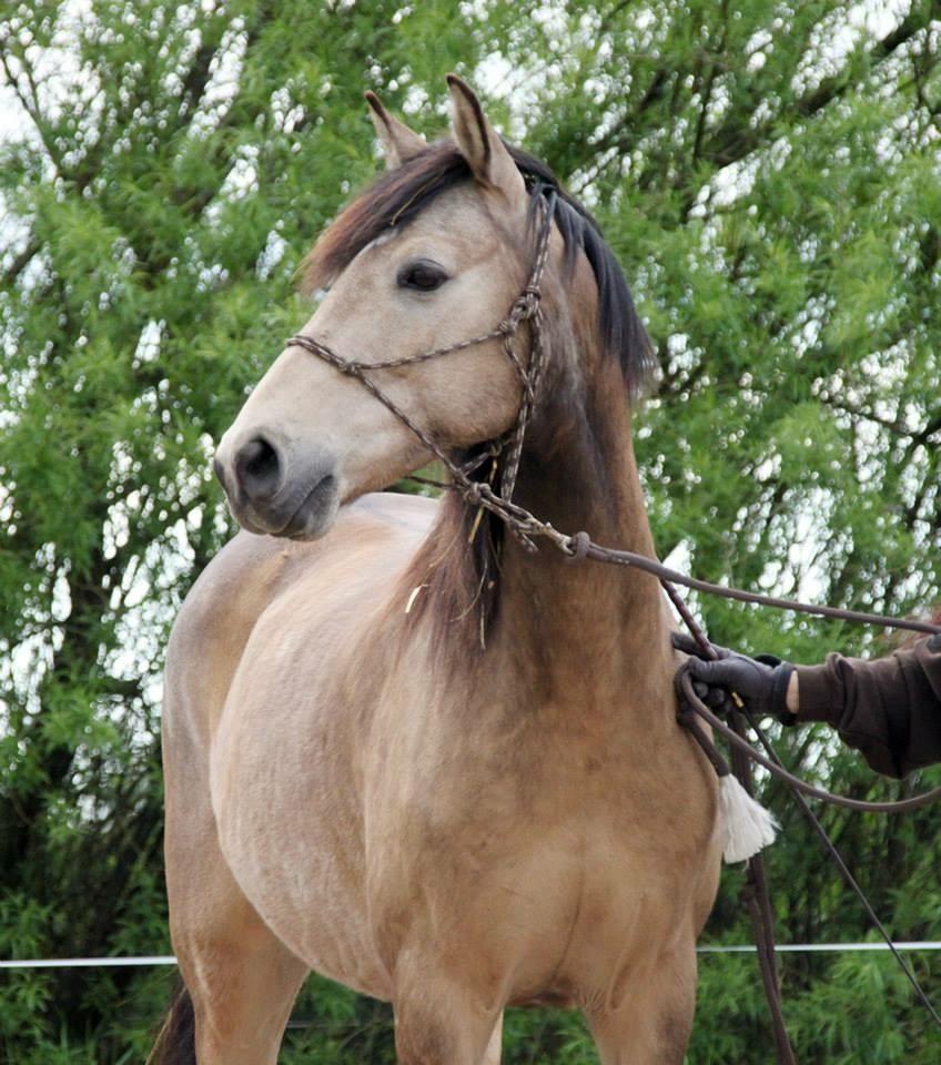 Welsh Partbred (Sec F) Aastrupsgaards Stardust billede 1