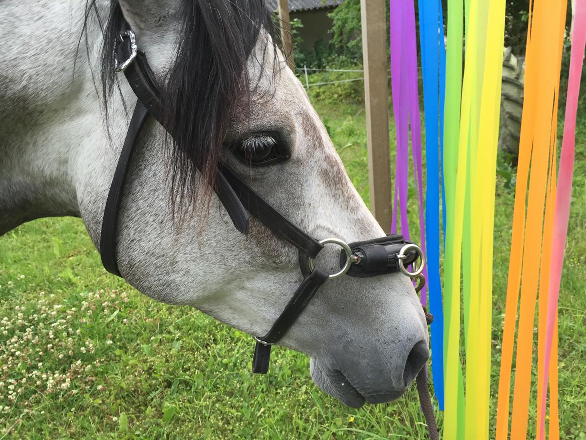 Anden særlig race Ronaldo billede 3