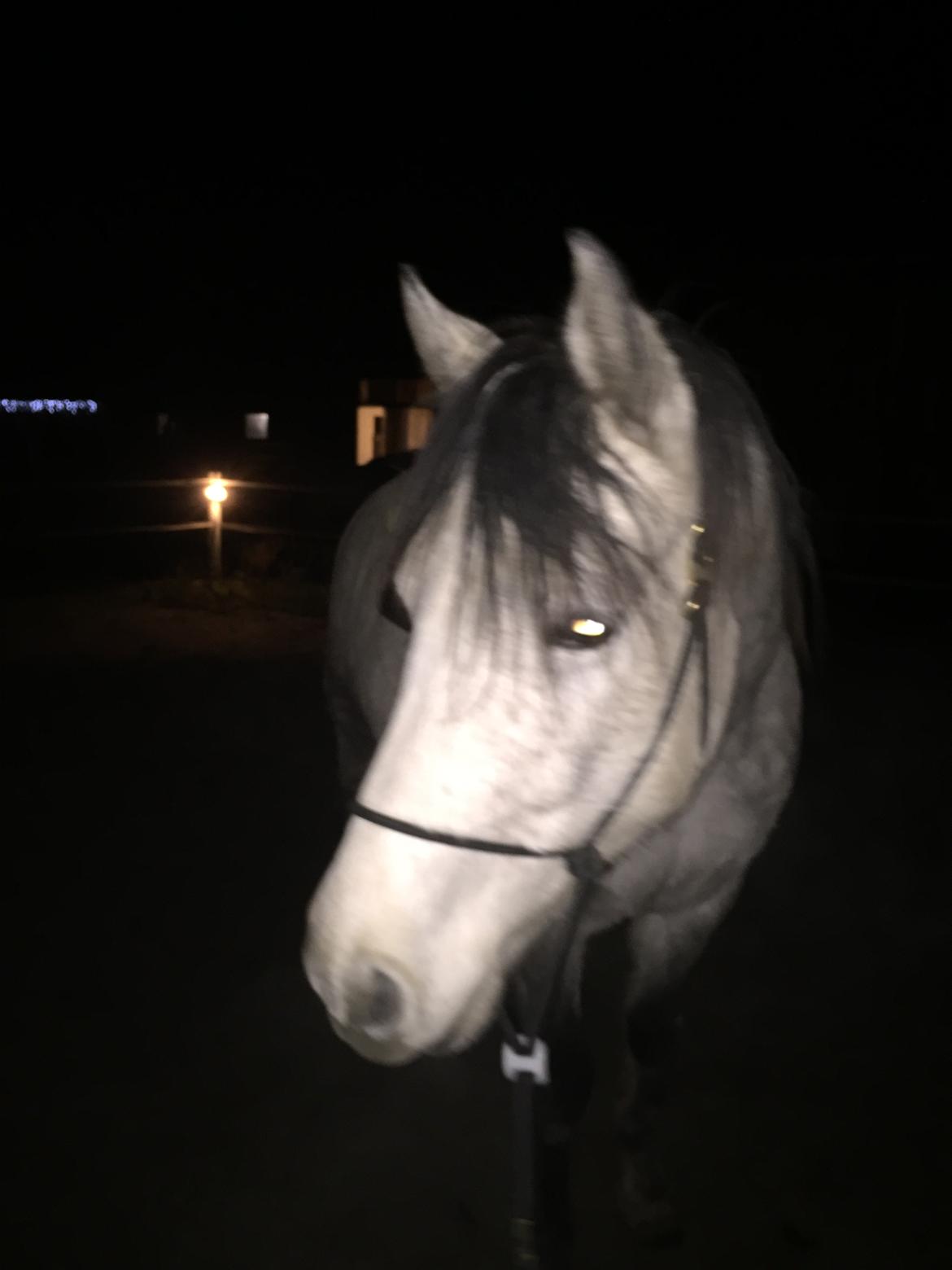 Anden særlig race Ronaldo billede 5