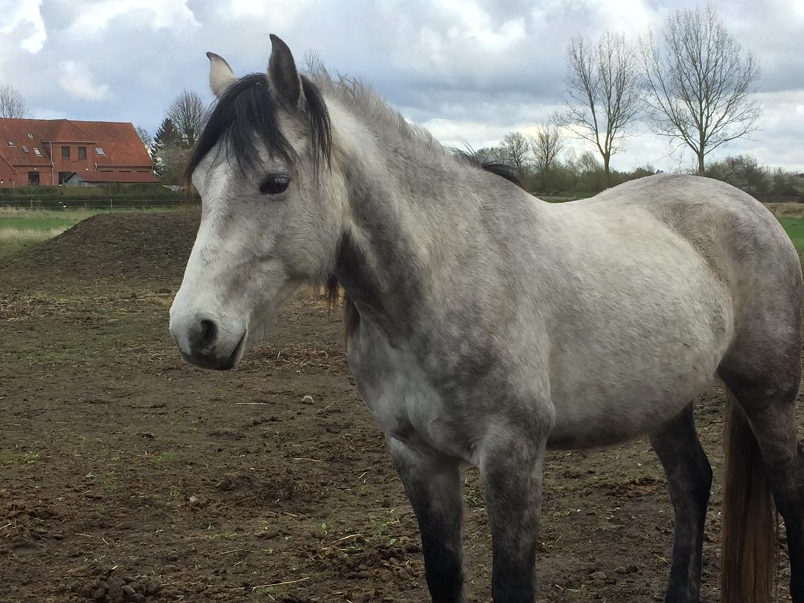 Anden særlig race Ronaldo billede 4
