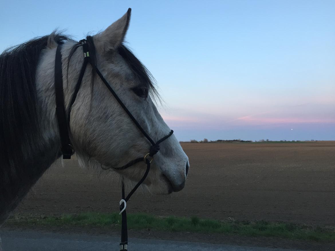 Anden særlig race Ronaldo billede 6