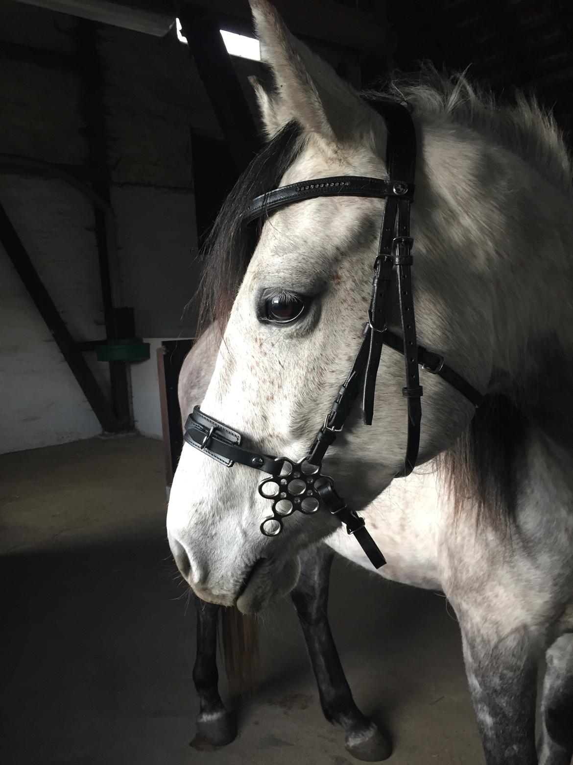 Anden særlig race Ronaldo billede 1