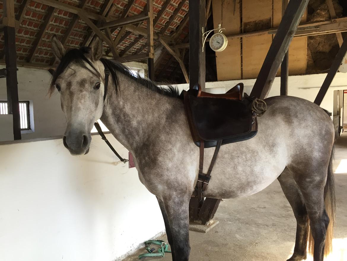 Anden særlig race Ronaldo billede 7