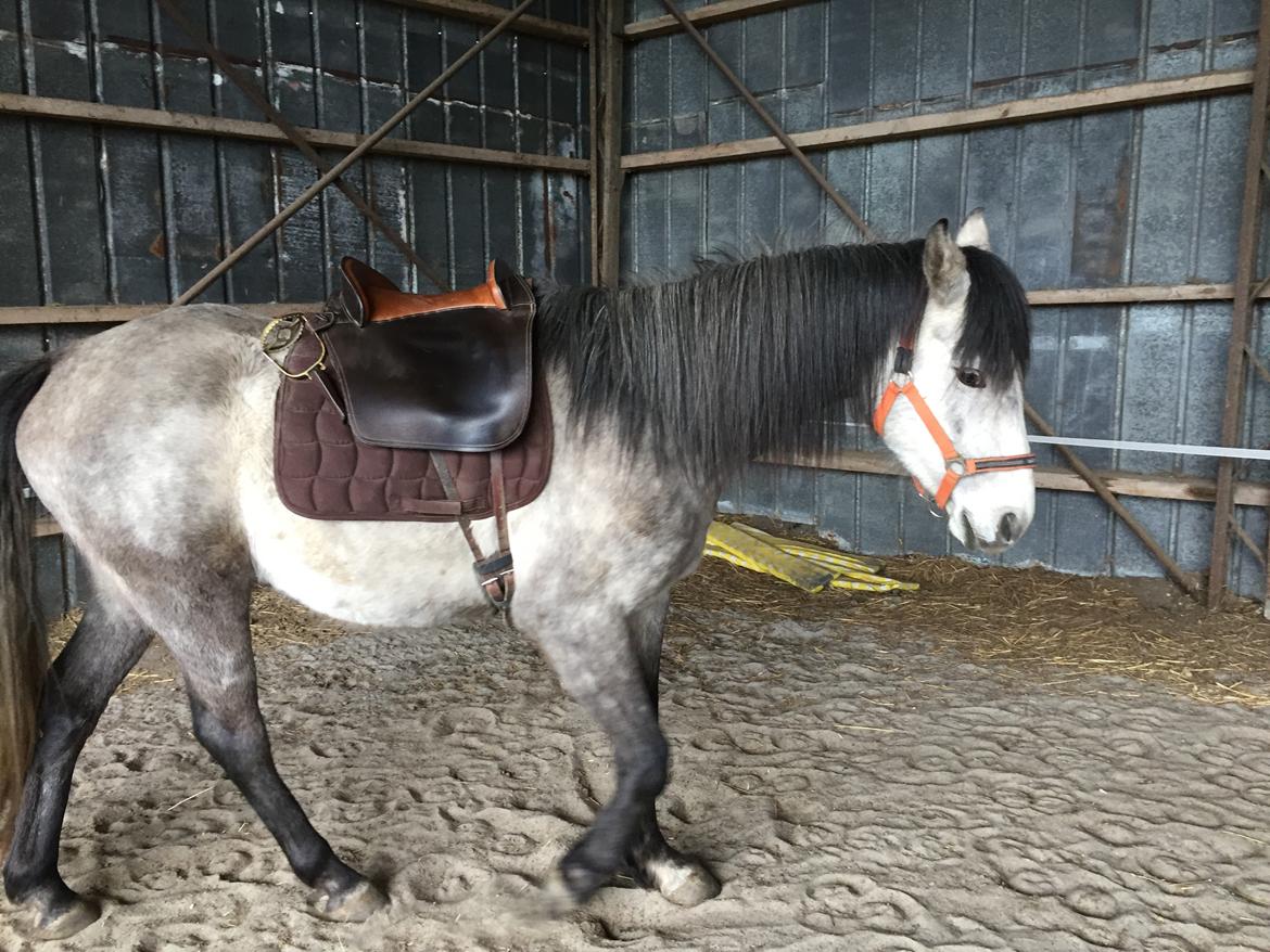 Anden særlig race Ronaldo billede 8