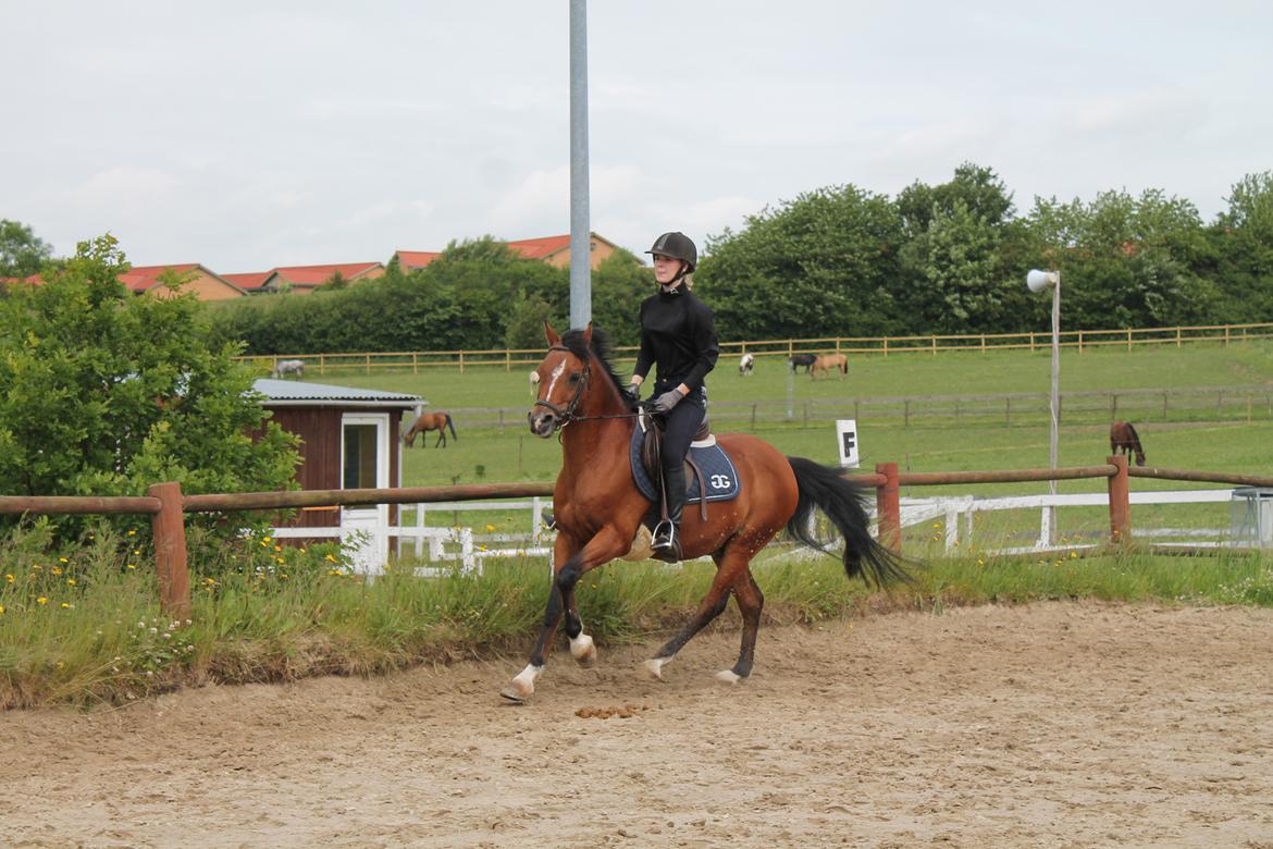 Anden særlig race Premiat (Prop) billede 16
