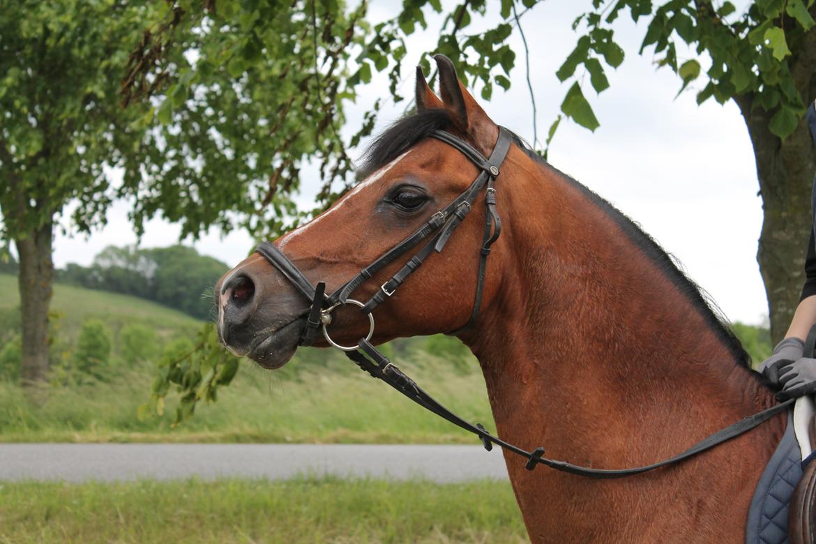 Anden særlig race Premiat (Prop) billede 2