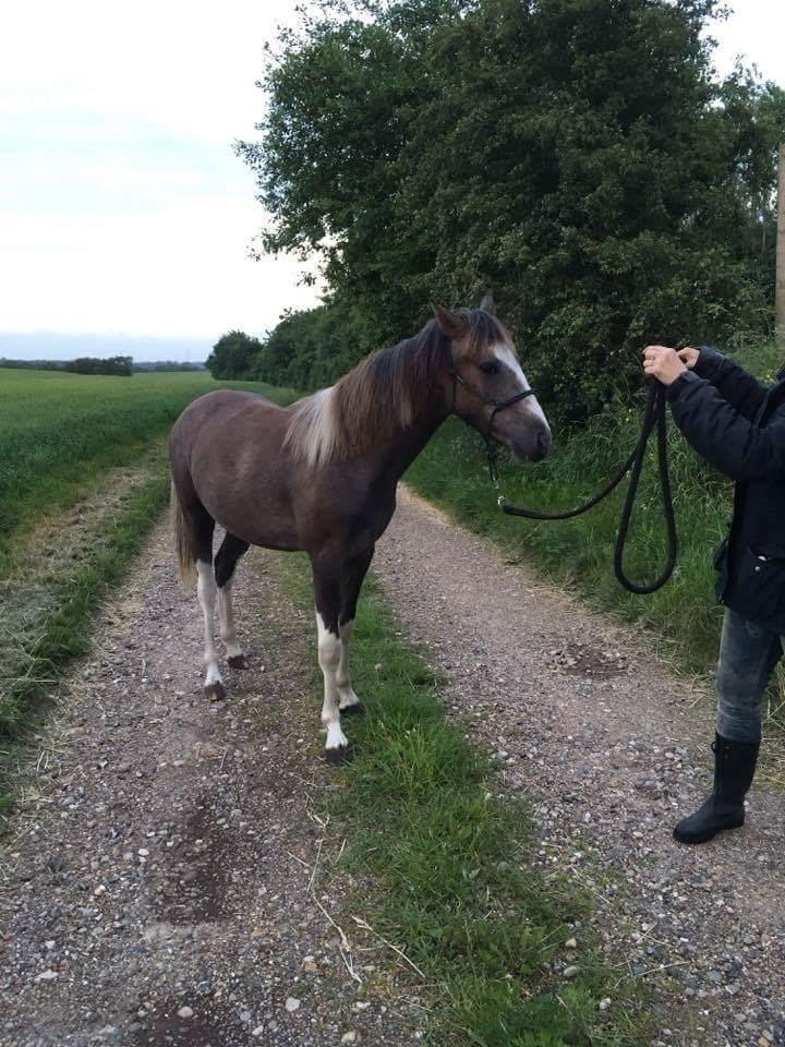 Anden særlig race Milky Slice - SOLGT billede 17