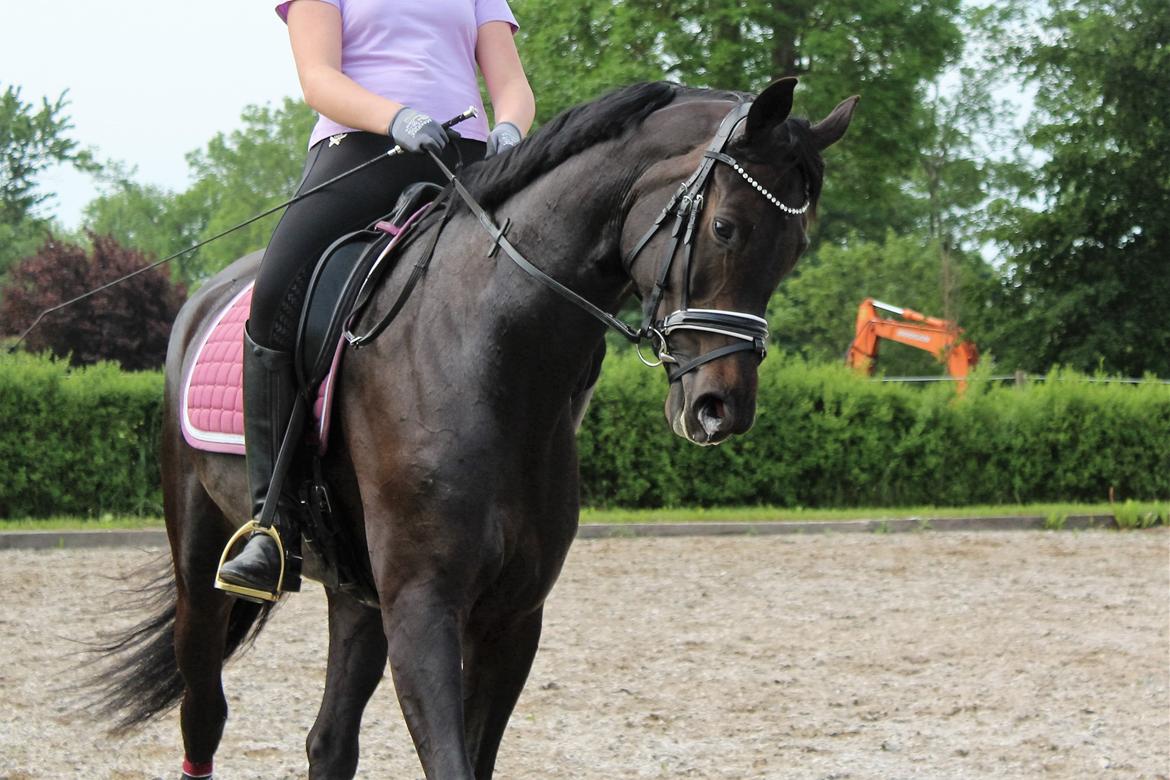 Dansk Varmblod Villumhøjs Lady Super Dancer - Træning Juni 2017 billede 7